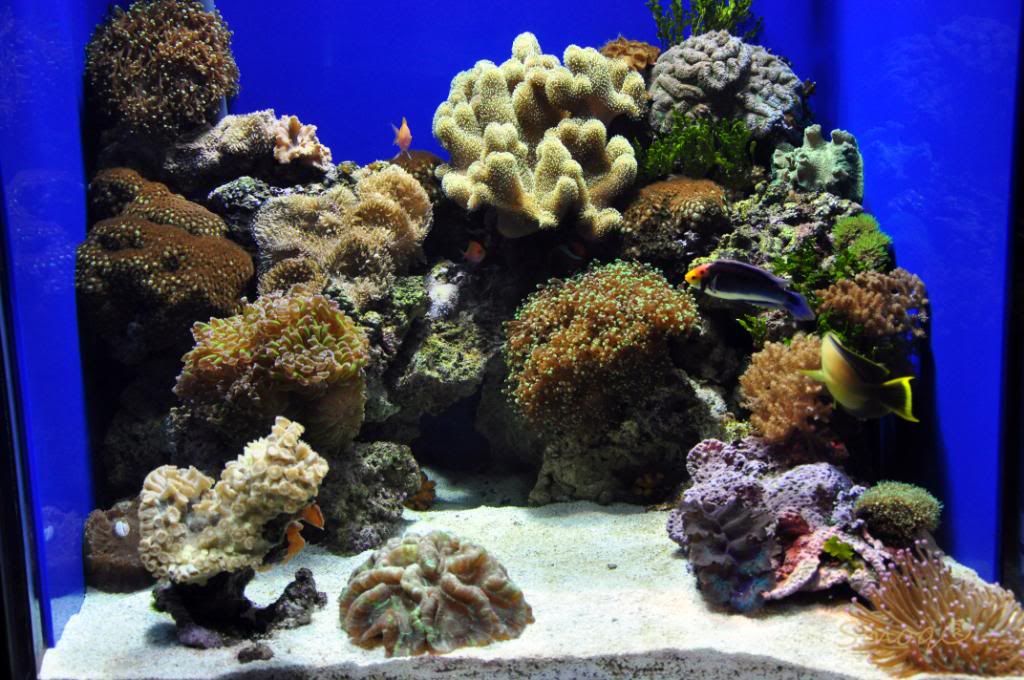 Shedd Aquarium in Chicago, IL Manhattan Reefs